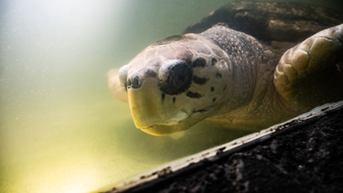 Sitio Andino | Tortugo Jorge.png