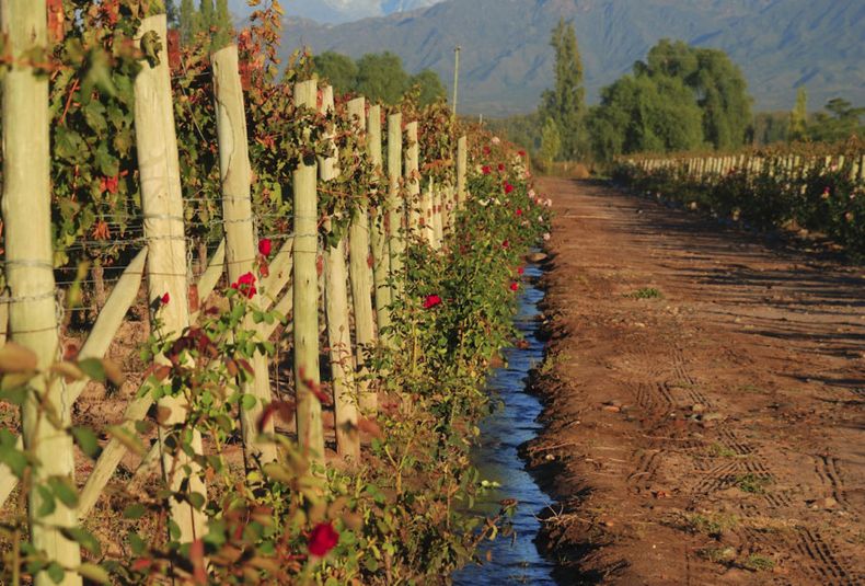 Mendoza debe aprender nuevas formas de eficientizar el uso del agua.&nbsp;