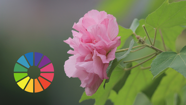 Sitio Andino | una flor de Hibiscus mutabilis, jardinería.png