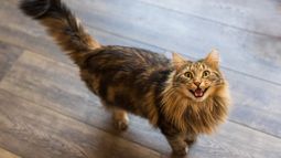 Mascota: por qué mi gato maúlla mucho