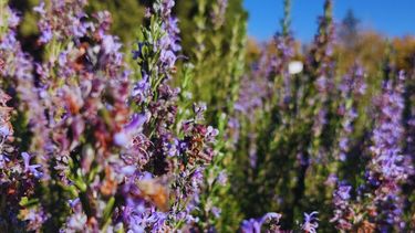 El poder del romero mendocino: UNCuyo e INTA investigan sus beneficios medicinales El poder del romero mendocino: UNCuyo e INTA investigan sus beneficios medicinales