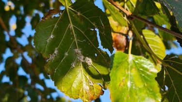 El operativo que puso en marcha Guaymallén para frenar una plaga que afecta el arbolado. El operativo que puso en marcha Guaymallén para frenar una plaga que afecta el arbolado.