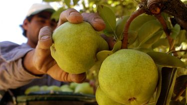 Crisis y abandono de fincas con frutales en Valle de Uco