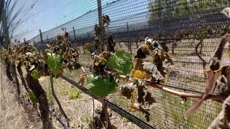 Fuertes daños causaron las heladas en Valle de Uco