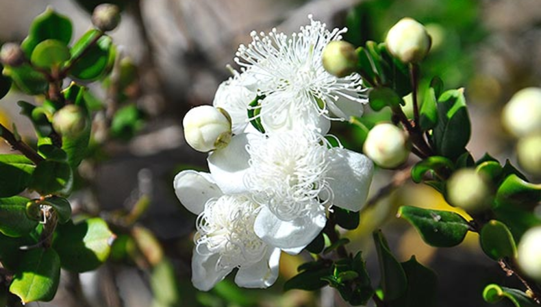 Descubrí la planta que supera a los sahumerios y aerosoles por su aroma exquisito