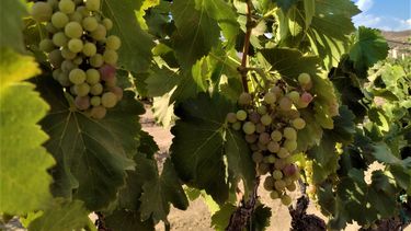 Fuertes cuestionamientos desde el Sur de Mendoza a los requisitos para entrar al Fondo Compensador Agrícola