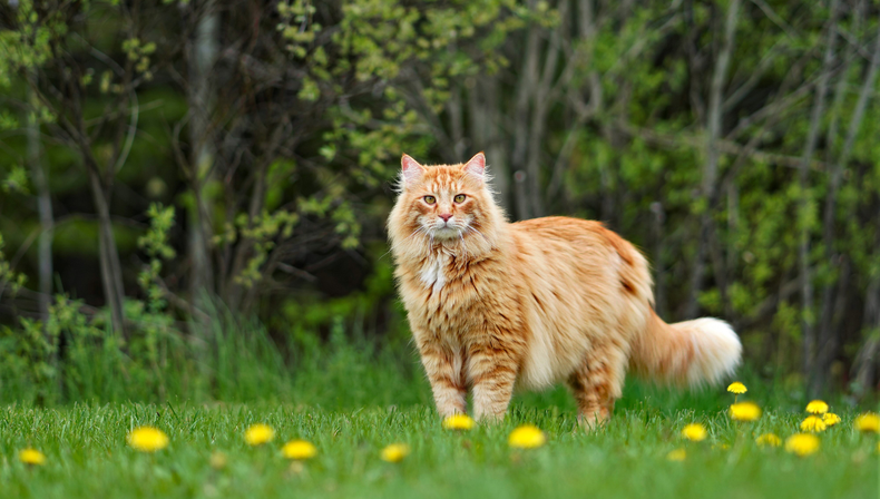 Gato naranja de la raza Maine Coons