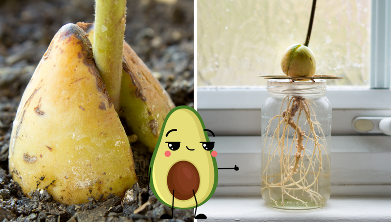 Jardinería: el paso a paso definitivo para cultivar palta en casa de forma rápida y sin errores
