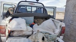 San Carlos: secuestran 29 animales eviscerados tras una persecución