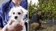 6 de agosto: por qué hoy se celebra el Día del Veterinario y del Agrónomo en Argentina