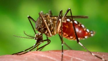 Chau mosquitos: el repelente casero sin olor para que no te piquen nunca más.