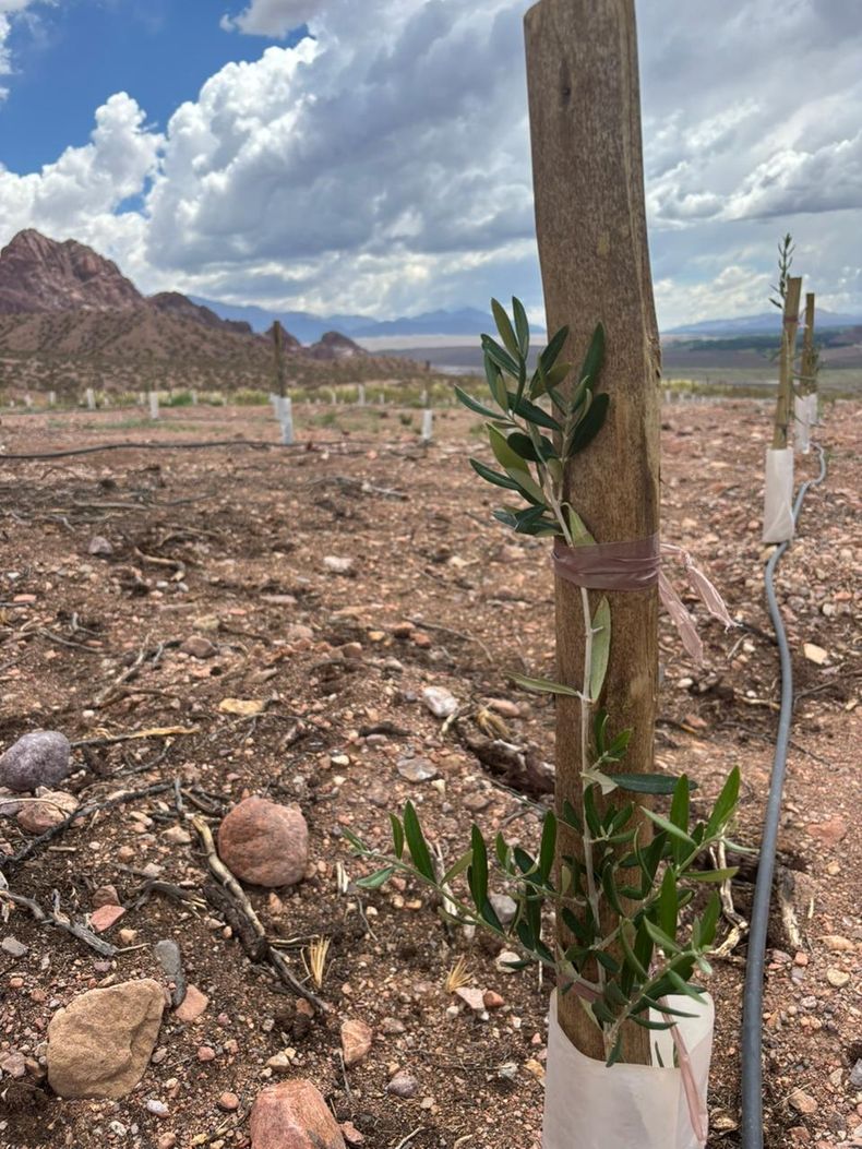 La Guardería de los Olivos brinda una segunda oportunidad a árboles de más de cien años. 