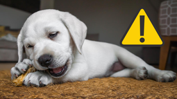 Por qué mi perro come piedras y objetos no comestibles y cómo evitarlo