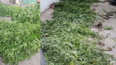 Hallan un vivero de marihuana en Luján de Cuyo y secuestran 25 plantas