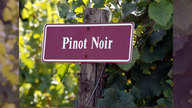 Crece el Pinot Noir en las preferencias del vino argentino.