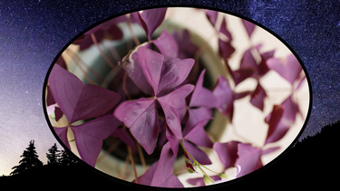 Sitio Andino | Oxalis triangularis, jardinería.png