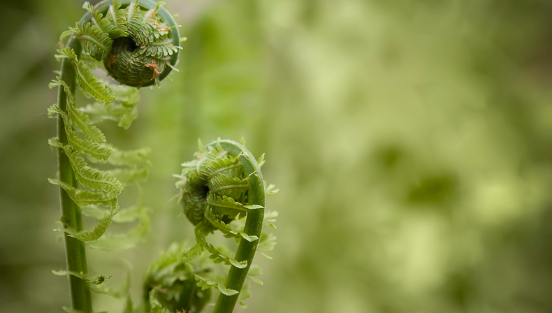 Jardinería: el truco definitivo para que tu helecho de interior se mantenga sano todo el año