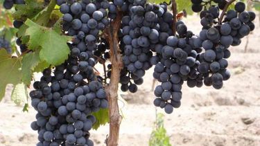 Sitio Andino | Malbec