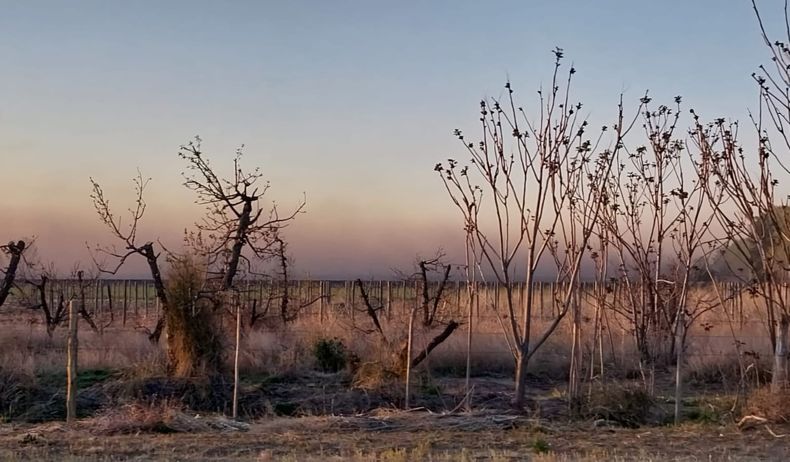 La tecnología como nueva forma de combate de las heladas crece en Mendoza