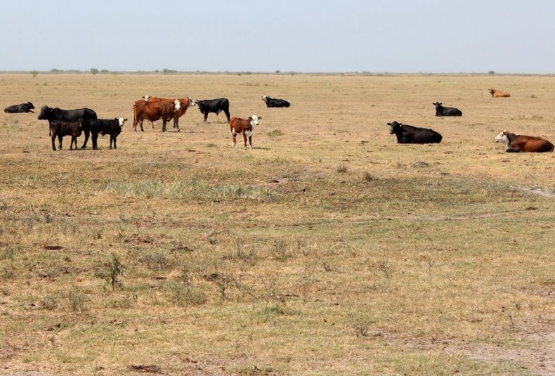 Los campos ganaderos, afectados por la sequía y la ola de calor en Mendoza.