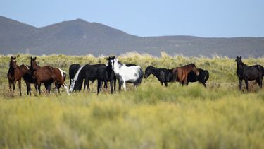 Verano 2025: mirá cuál es el hermoso lugar que combina paz, tranquilidad y vida natural