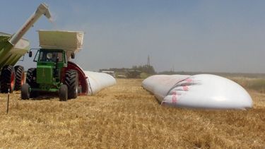 Apuesta a los seguro: la superficie cultivada de soja crecerá en 200.000 hectáreas