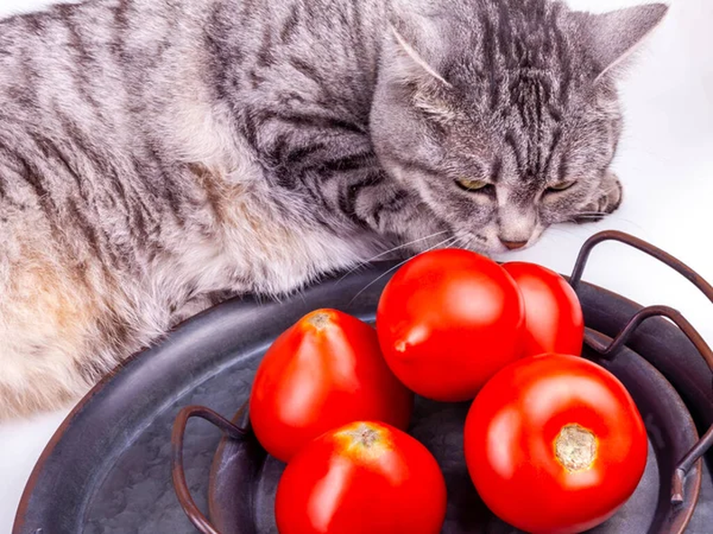 Mascota: ¿pueden los gatos comer tomate? 