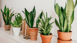 Descubrí los beneficios de tener plantas lengua de suegra en casa