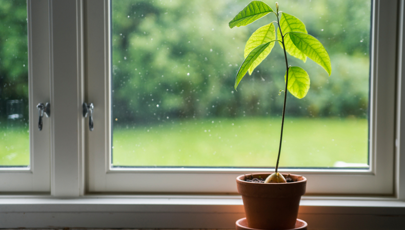Jardinería: el paso a paso definitivo para cultivar palta en casa de forma rápida y sin errores