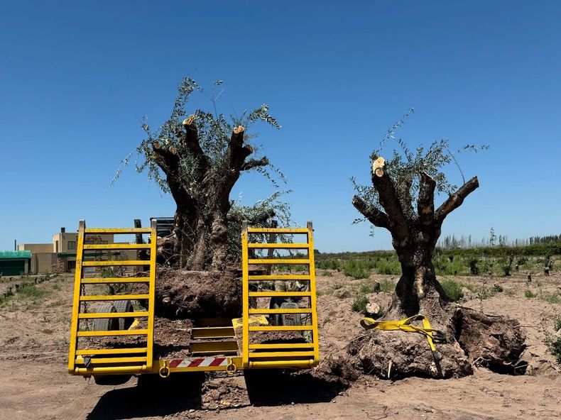 La Guardería de los Olivos: un proyecto que busca salvar el legado centenario de los inmigrantes