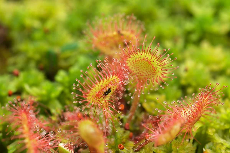 Jardinería: la guía definitiva para cuidar una planta carnívora 