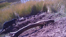 Avistaje de felinos en el Valle de Uco.