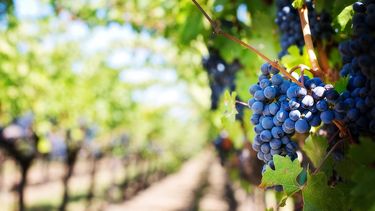 Desde el sector esperan por el Dólar Malbec -archivo-