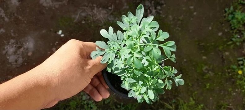 La planta de ruda, una de las eternas en el mundo de la jardinería