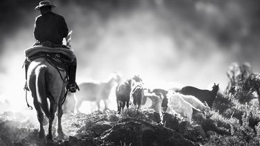 Trashumancia en Malargüe (Foto gentileza Axel Vanstraelen).