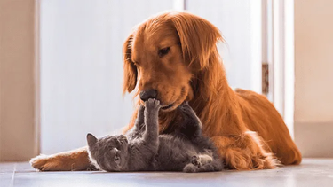 El truco para calmar a perros y gatos inquietos.