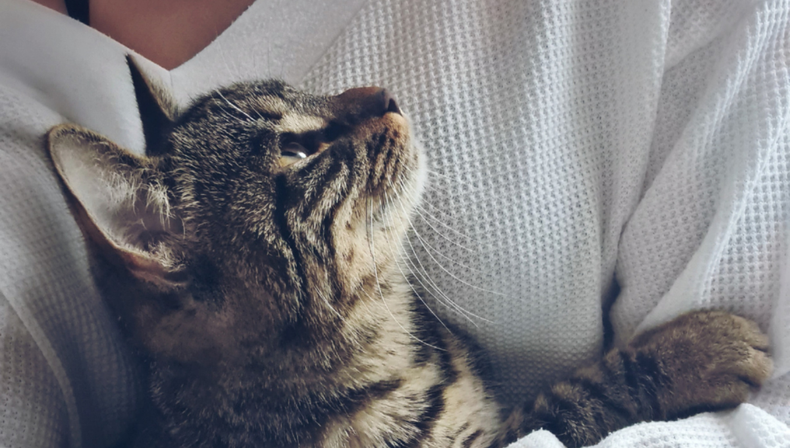 Mascota: el sorprendente motivo por el que tu gato sí reconoce tu voz
