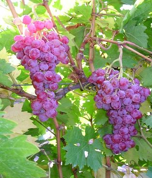 Uva sin semilla: un desarrollo del INTA que demandó décadas de trabajo y ahora se comercializa al exterior Uva sin semilla: un desarrollo del INTA que demandó décadas de trabajo y ahora se comercializa al exterior