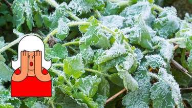 Jardinería: ni invernadero ni mantas térmicas, este truco casero protege tus plantas del frío extremo Jardinería: ni invernadero ni mantas térmicas, este truco casero protege tus plantas del frío extremo