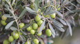 Cómo es la cosecha de aceitunas en Mendoza y qué desafíos enfrenta el sector olivícola