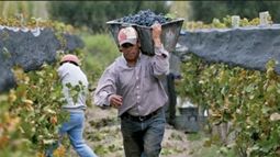 13 provincias aplicarán protocolos sanitarios y testeos para recibir trabajadores golondrina