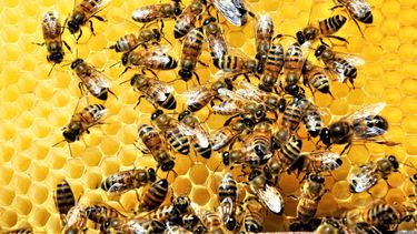 Día Mundial de las Abejas: por qué se celebra hoy, 20 de mayo Día Mundial de las Abejas: por qué se celebra hoy, 20 de mayo