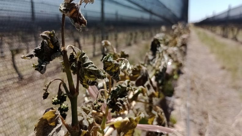 Importantes daños causó la helada en Altamira