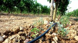Subas de hasta el 530% en el riego agrícola golpean a la uva