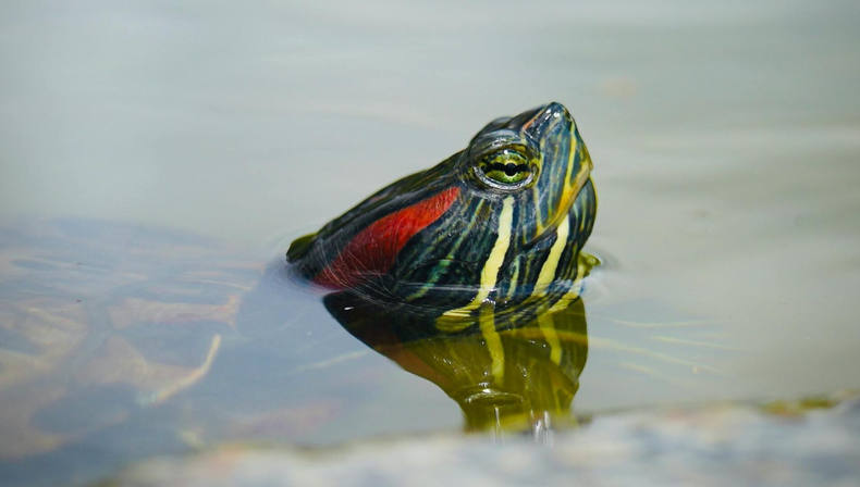 Mascota: los cuidados esenciales para tu tortuga de orejas rojas