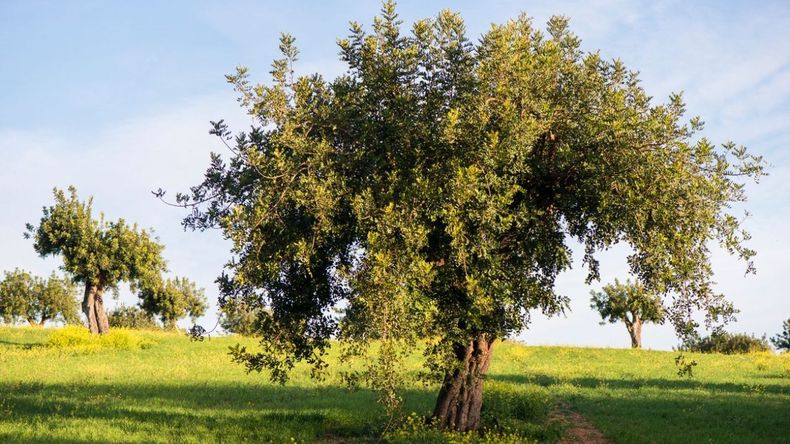 El proyecto prev&eacute; desarrollar la Ruta del Algarrobo.