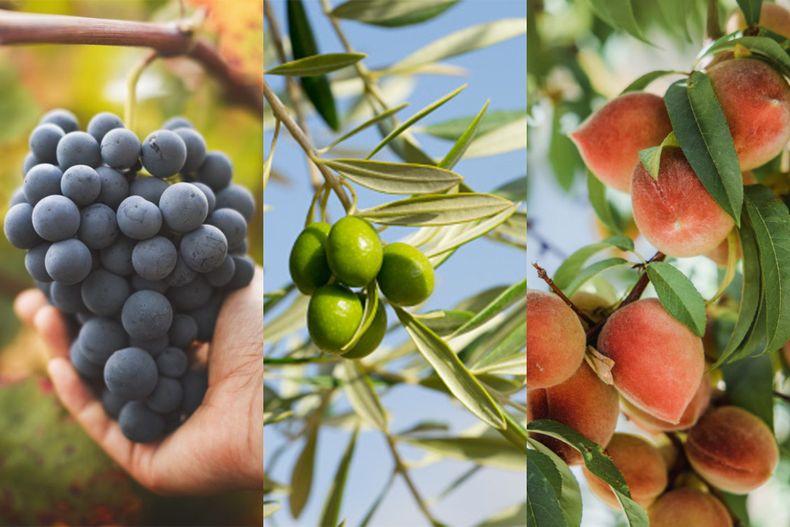 Luego del ajo, los de la uva, frutales y aceitunas son algunos sectores que tendrán su Mesa de Concertación de costos y precios en Mendoza
