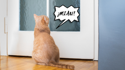 ¿Por qué mi gato maúlla en la puerta y cómo lograr que deje de hacerlo?