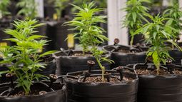 Cannabis y cáñamo industrial: Mendoza fijó las reglas para presentar proyectos de investigación.