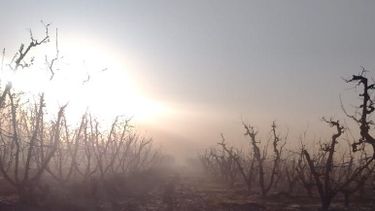 Fuertes heladas en Valle de Uco en las primeras horas del domingo